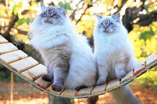 Biosphoto | 2458417 | Siberian cat adults sitting on a swing | &copy; Eric Guilloret / Biosphoto