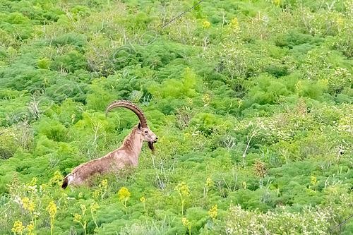 Biosphoto | 2551406 | Siberian Ibex (Capra sibirica) male in tall grass, Besh-Aral National Nature Reserve, Kyrgyzstan | &copy; Bastien Chaix / Biosphoto
