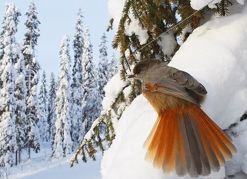 Biosphoto | 1158715 | Siberian jay on a branch covered with snow Kuusamo Finland | &copy; Markus Varesvuo / Biosphoto