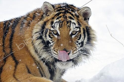 Biosphoto | 1259177 | Siberian tiger tongue out  | &copy; Pierre Vernay / Biosphoto