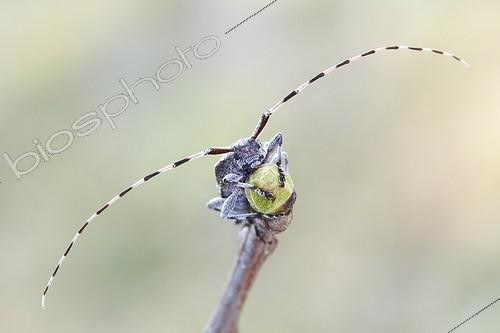 Biosphoto | 1921393 | Siberian timberman beetle on branch - Serra do Courel Spain | &copy; Siro Moya / Biosphoto