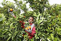 Biosphoto | 1607604 | Sicilian man picking bio-dynamically grown oranges from an orange tree, organic oranges, near Syracuse, Syracuse, Italy, Europe | &copy; Michael Peuckert / imageBROKER / Biosphoto