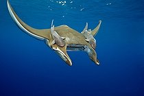Biosphoto | 1959017 | Sicklefin Mobula with Remora - Azores | &copy; Gérard Soury / Biosphoto