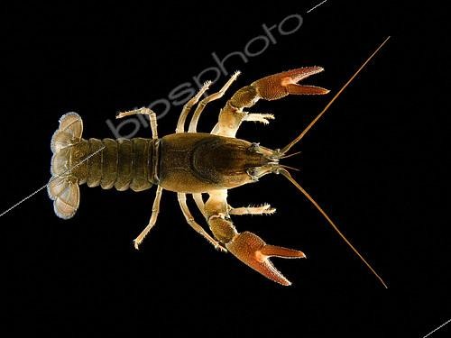 Biosphoto | 2433963 | Signal Crayfish, Pacifastacus leniusculus, Oregon, USA. | &copy; Stuart Wilson / Biosphoto