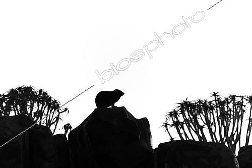 Biosphoto | 2087878 | Silhouette de Daman des rochers (Procavia capensis) et Arbres à carquois (Aloe dichotoma), Namibie | &copy; Philippe Moës / Biosphoto