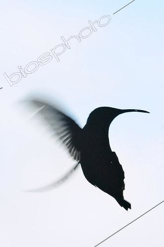 Biosphoto | 1175484 | Silhouette Hummingbird hovering Martinique | &copy; Mathieu Foulquié / Biosphoto
