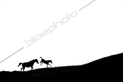 Biosphoto | 2154226 | Silhouette of Mare and foal kicking on white background | &copy; Gil Gautier / Biosphoto