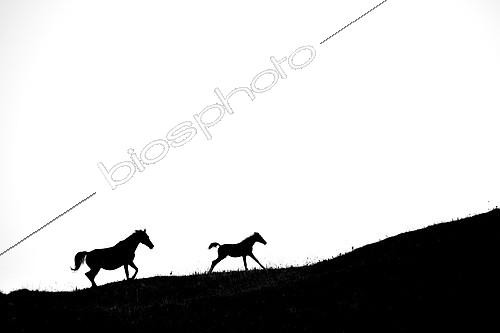 Biosphoto | 2154227 | Silhouette of Mare and foal running on white background | &copy; Gil Gautier / Biosphoto