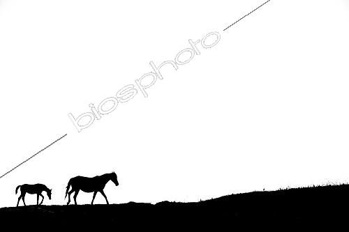 Biosphoto | 2154225 | Silhouette of Mare and foal walking on white background | &copy; Gil Gautier / Biosphoto