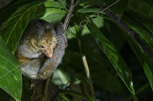 Biosphoto | 2564684 | Silky anteater (Cyclopes didactylus) at rest in a forest edge, Rémire Montjoly, French Guiana | &copy; Vincent Premel / Biosphoto