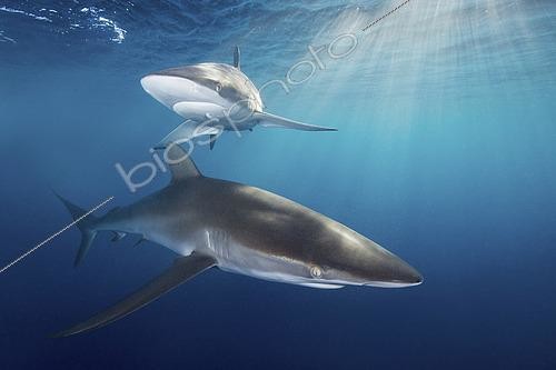 Biosphoto | 2453412 | Silky Shark - Carcharhinus falciformis - at sunset. A requiem shark associated with offshore reefs and blue water. Circumtropical. Socorro Island, Mexico, Eastern Pacific. | &copy; Andy Murch / Biosphoto
