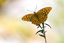 Biosphoto | 2626483 | Silver-washed Fritillary (Argynnis paphia) on a Centaury flower (Centaurium sp), Auvergne, France. | &copy; Monique Morin / Biosphoto