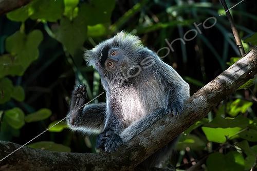 Biosphoto | 2610607 | Silvered Leaf Monkey (Trachypithecus cristatus) portrait, scratching, foot in the air, Bako National Park, N-E of Kuching, Sarawak, Borneo, Malaysia | &copy; Stéphane Vitzthum / Biosphoto
