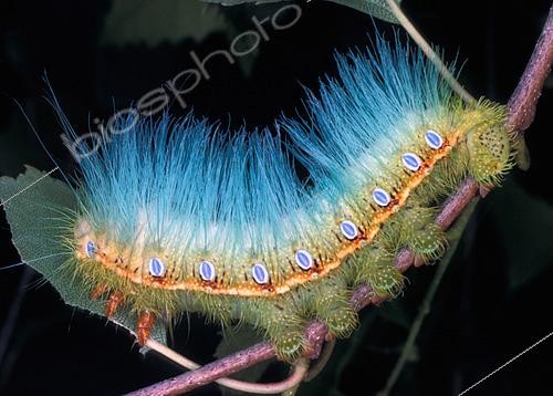 Biosphoto | 2549040 | Simla Silkmoth (Dictyoploca simla) caterpillar, Asia | &copy; Jean-Claude Louchet / Biosphoto