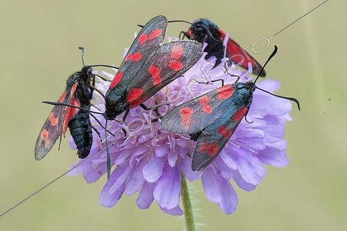 Biosphoto | 2415615 | Six-spot Burnet (Zygaena fillipendulae) on flower, Allamps, Lorraine, France | &copy; Stéphane Vitzthum / Biosphoto