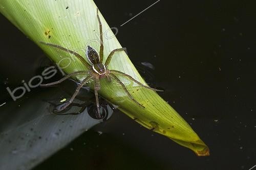 Biosphoto | 2023170 | Six-spotted fishing spider in Florida - USA | &copy; Lee Dalton / Biosphoto