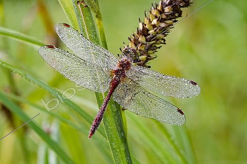 Biosphoto | 2602296 | Skimmer dragonfly (Sympetrum sp) dragonfly perched on a stem waiting to warm up before taking flight, Loir et Cher, France | &copy; Bruno Guénard / Biosphoto