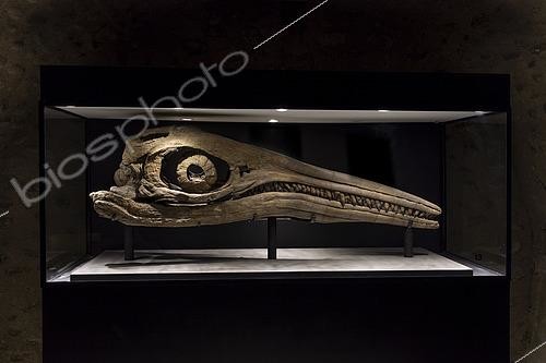 Biosphoto | 2552445 | Skull of the largest Cretaceous ichthyosaur specimen discovered to date. Aptian. Provence, France. 2m. Luc Ebbo collection. Paleogalerie, Salignac. Ebbo collection | &copy; Pascal Goetgheluck / Biosphoto
