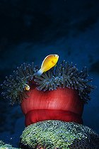 Biosphoto | 2133209 | Skunk Clownfish (Amphiprion akallopisos) couple and Sea Anemone, Mayotte, Indian Ocean | &copy; Gabriel Barathieu / Biosphoto