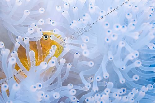 Biosphoto | 2582255 | Skunk clownfish (Amphiprion akallopisos) hidden in the bleached tentacles of a magnificent anemone (Heteractis magnifica) by the extreme temperatures of the El Nino phenomenon 2024, Mayotte | &copy; Gabriel Barathieu / Biosphoto