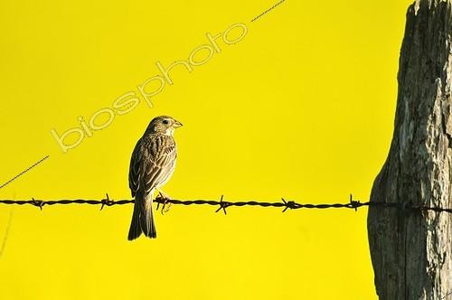 Biosphoto | 1367505 | Sky Lark on barbed wire at the edge of a field of turnip | &copy; Pierre Vernay / Biosphoto