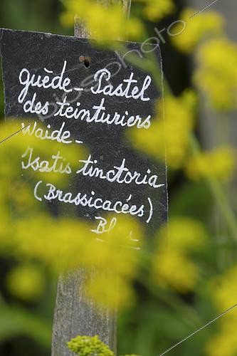 Biosphoto | 2401839 | Slate, Dyers Pastel (Isatis tinctoria), flowers, Quote of an English proverb on a slate, the Herbarium, medieval garden, Remarkable Garden, Saint Valery sur Somme, Somme, France | &copy; Denis Bringard / Biosphoto