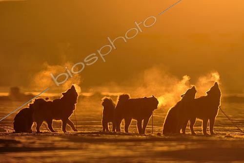Biosphoto | 2561242 | Sledge dogs howling at sunset, on the ice floes of the village of Ittoqqotoormiit in winter, Greenland | &copy; Pierre Vernay / Biosphoto