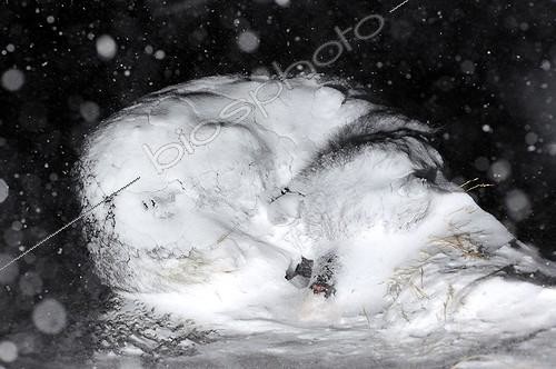 Biosphoto | 721815 | Sleeping dog sledding in snow Greenland ; Polaire night | &copy; Pierre Vernay / Polar Lys / Biosphoto