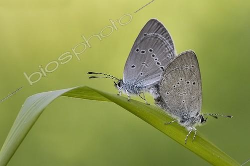 Biosphoto | 1921327 | Small Blue mating on a leaf  -  Serra do Courel Spain | &copy; Siro Moya / Biosphoto