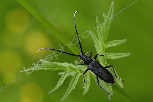 Biosphoto | 953559 | Small Capricorn on leaf Buttercup Bocage Bourbonnais France | &copy; Monique Morin / Biosphoto
