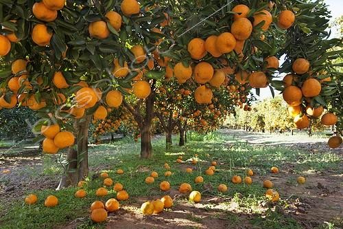Biosphoto | 899969 | Small citrus fruit tree producing soft loose skinned fruits | &copy; Martin Harvey / Biosphoto