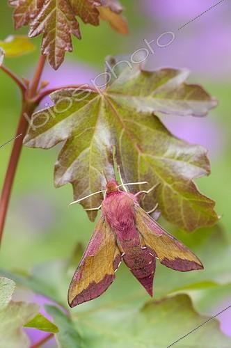 Biosphoto | 1898808 | Small Elephant Hawk-moth on a leaf Lorraine France  | &copy; Stéphane Vitzthum / Biosphoto