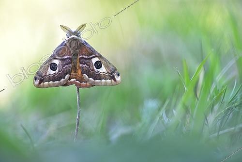 Biosphoto | 2429346 | Small emperor moth (Saturnia pavonia), male, captive, Thuringia, Germany, Europe | &copy; Kevin Prönnecke / imageBROKER / Biosphoto