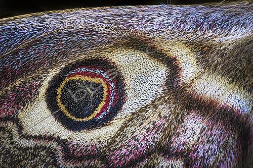Biosphoto | 2613586 | Small emperor moth (Saturnia pavoniella), Eyespot, Italy | &copy; Alberto Ghizzi Panizza / Biosphoto