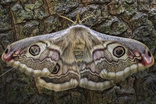 Biosphoto | 2613585 | Small emperor moth (Saturnia pavoniella) on bark, Italy | &copy; Alberto Ghizzi Panizza / Biosphoto