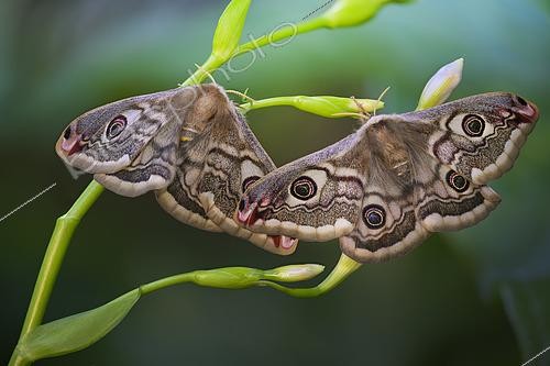 Biosphoto | 2613584 | Small emperor moth (Saturnia pavoniella), Pair, Italy | &copy; Alberto Ghizzi Panizza / Biosphoto
