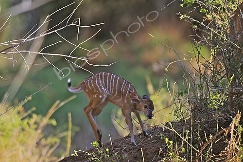 Biosphoto | 1127404 | Small Nyala few days playing Kruger NP RSA  | &copy; Alain Mafart-Renodier / Biosphoto