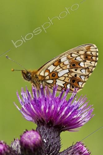 Biosphoto | 2065427 | Small Pearl-bordered Fritillary (Clossiana selene). Ravnsholte skov, Denmark in June | &copy; Steen Drozd Lund / Biosphoto