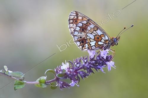 Biosphoto | 1921350 | Small Pearl-bordered Fritillary  - Serra do Courel Spain | &copy; Siro Moya / Biosphoto