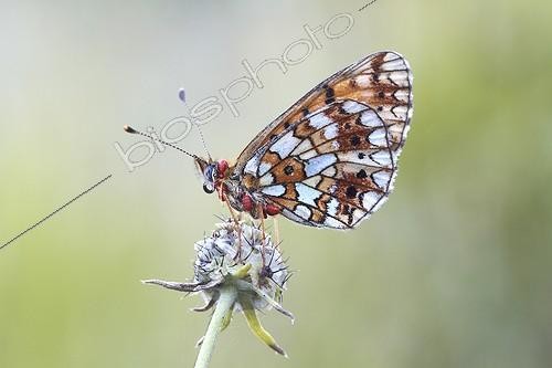 Biosphoto | 1921347 | Small Pearl-bordered Fritillary - Serra do Courel Spain | &copy; Siro Moya / Biosphoto