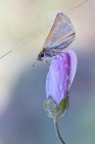 Biosphoto | 1921341 | Small Skipper on a flower dew covered - Serra do Cando Spain | &copy; Siro Moya / Biosphoto