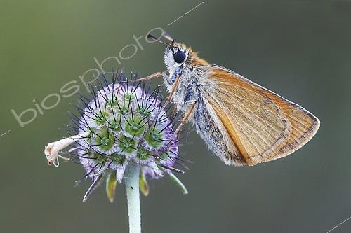 Biosphoto | 1921349 | Small Skipper on a flower  - Serra do Courel Spain | &copy; Siro Moya / Biosphoto