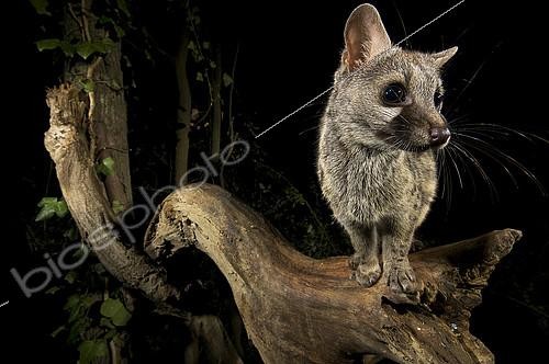 Biosphoto | 2148356 | Small-spotted genet (Genetta genetta) at night, Huesca, Spain | &copy; Jorge Ruiz del Olmo / Biosphoto