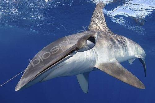 Biosphoto | 2453417 | Smooth Hammerhead Shark, Sphyrna zygaena. Cabo San Lucas, Baja, Mexico, Eastern Pacific. | &copy; Andy Murch / Biosphoto