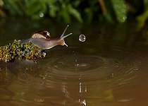 Biosphoto | 2008612 | Snail and water drop - Spain | &copy; Mario Cea Sanchez / Biosphoto