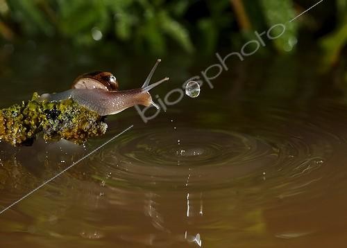 Biosphoto | 2008612 | Snail and water drop - Spain | &copy; Mario Cea Sanchez / Biosphoto