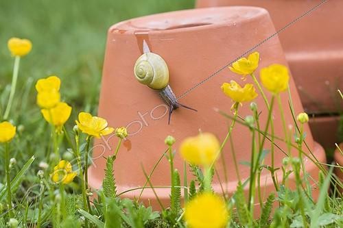 Biosphoto | 898936 | Snail crawling on a flower pot in the ground and Buttercup | &copy; Frédérique Bidault / Biosphoto