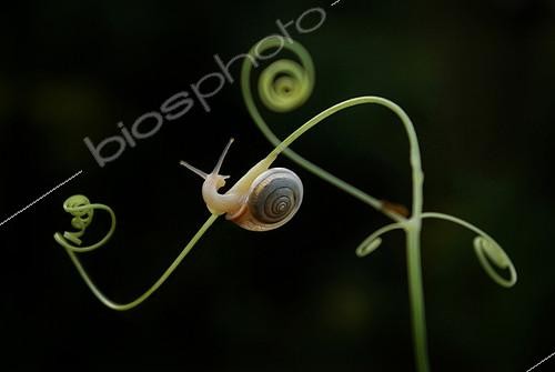 Biosphoto | 2081575 | Snail (Helix pomatia) crawling on a growing wild pumpkin on a young shoots. | &copy; Zoltan Ritzel / Biosphoto