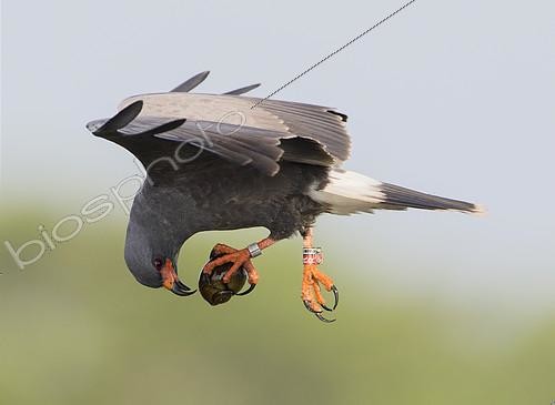 Biosphoto | 2409028 | Snail Kite (Rostrhamus sociabilis) male flying with snail in its claws, Florida, USA | &copy; Ron Bielefeld / BIA / Biosphoto
