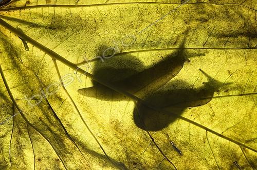 Biosphoto | 2148361 | Snails (Helix pomatia) silouhette, Huesca, Spain | &copy; Jorge Ruiz del Olmo / Biosphoto